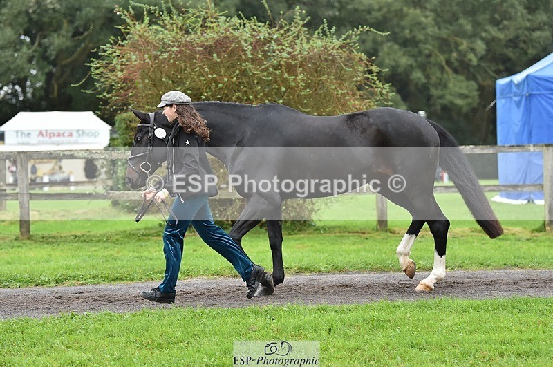 231018-124132-00456 - 054-PORSCHE-Coco.Lanni-TrotUp