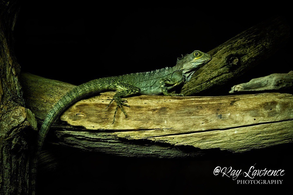 Agama Lizard - RLP_4687-2020 - Vulnerable and Beyond