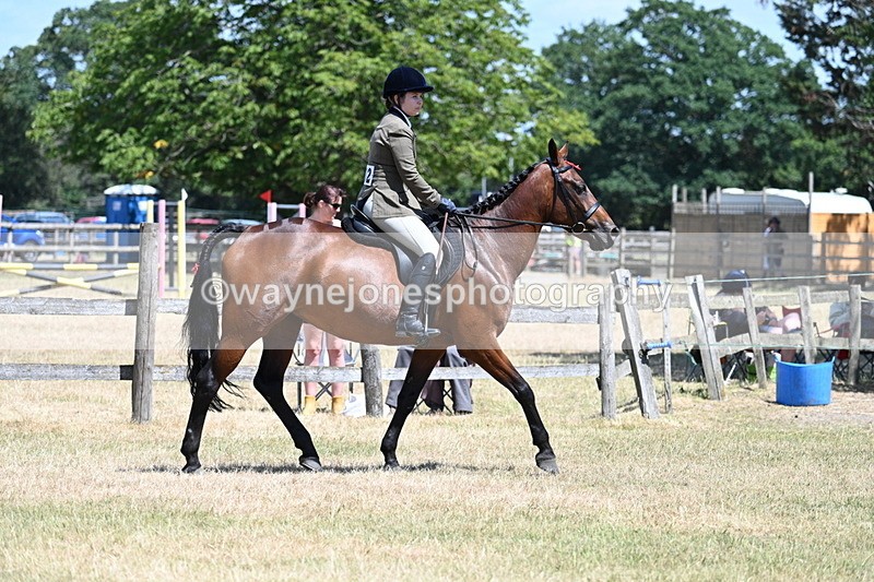 WJ7_2856 - Class 7 Riding Club Show Horse