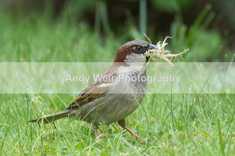 8E0A5881 - House Sparrow