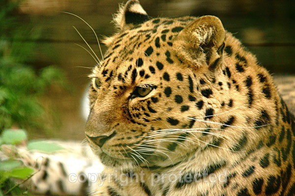 Amur leopard - Dende (Rutland Wildlife Sanctuary) - Amur Leopards