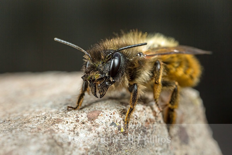 Osmia bicornis (f) - Osmia bicornis (rufa)