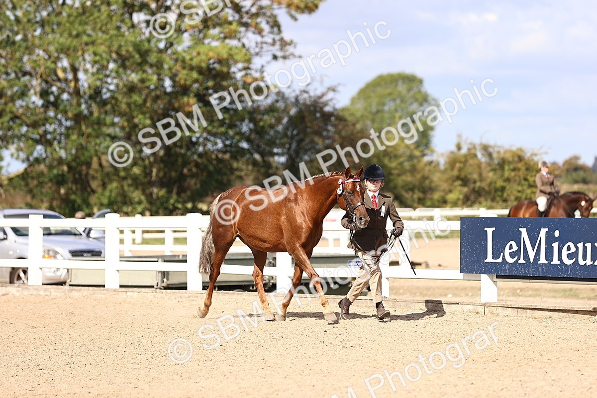 SBM_14275 - Class 411 - Prettiest Mare (IH OR Ridden) Adult