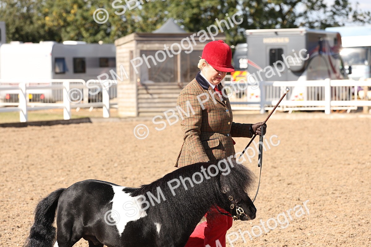 SBM_13848 - Class 205 - IH Show Pony - Show Hunter Pony