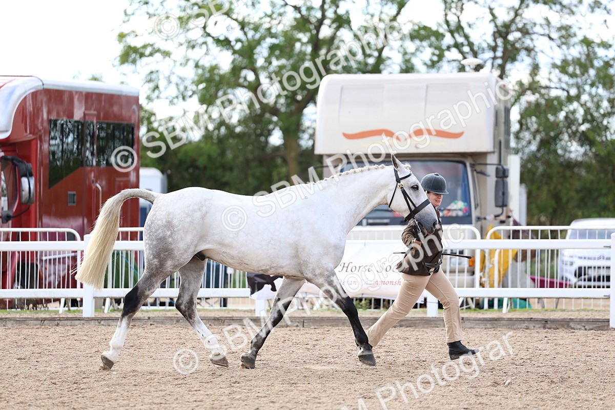 SBM_18692 - Class 317 - IH Pure Bred Horse-Pony
