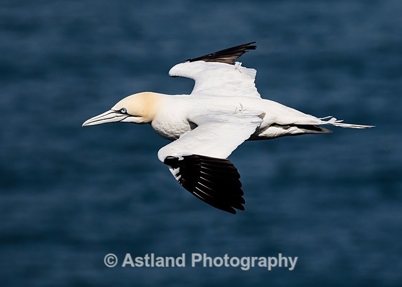 Astland Photography, Bird and Wildlife Images, Susan and Peter Wilson, U.K.