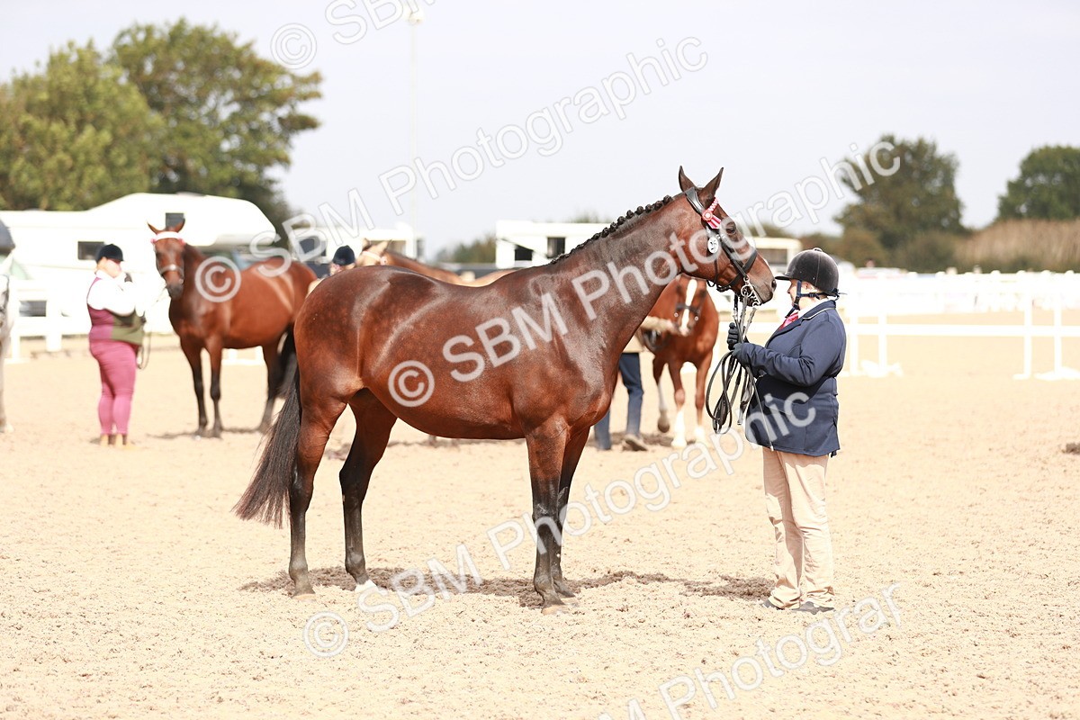 SBM_13261 - Class 208 IH Veteran Horse