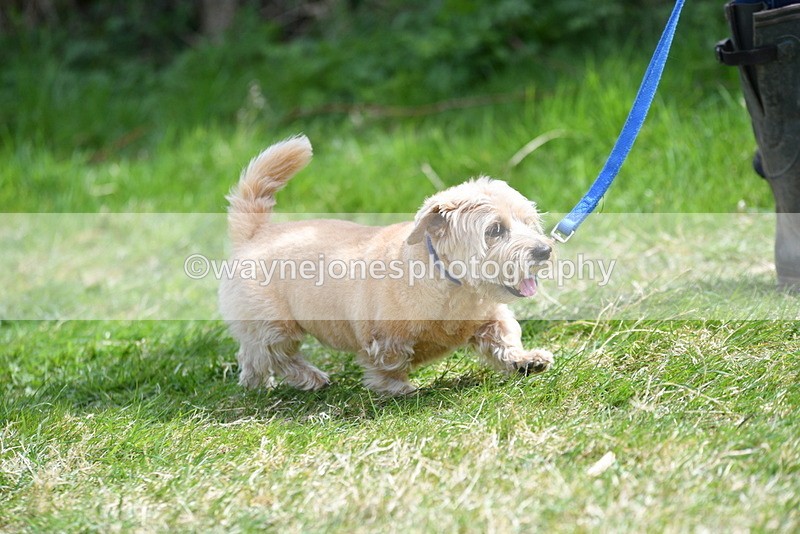 WJ5_0347 - Class 7 Best Terrier