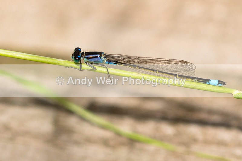 20160704-3K8A5714 - Dragonflies & Damselflies