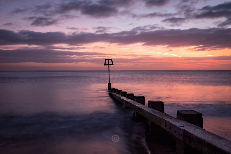 The Early Bird - Dorset