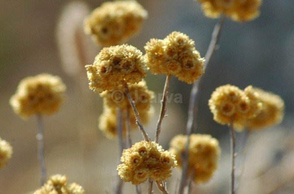 Mirrored - Flowers and Plants