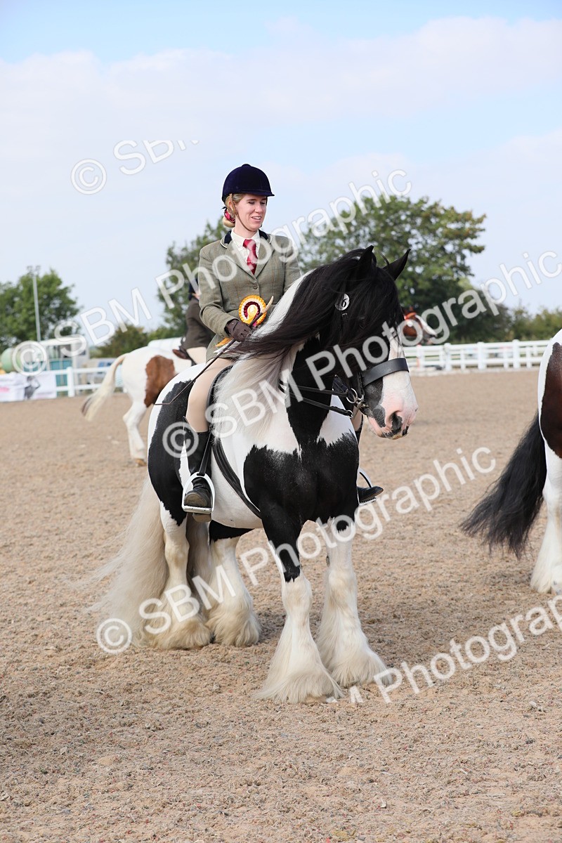SBM_13529 - Class 308 Ridden Coloured Horse