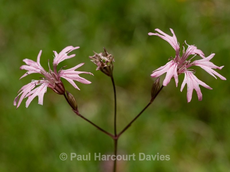 Ragged robin (Lychnis flos-cuculi)  - Wild Flowers - 1