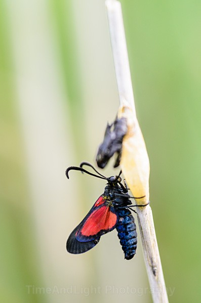 Newly emerged burnet moth - Butterflies, Moths & Caterpillars