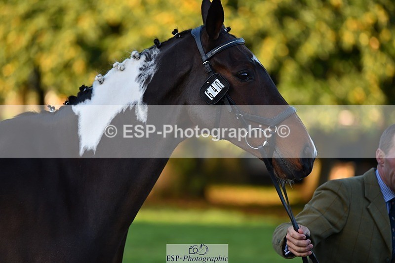 231022-083514-21242 - 640-UP.TO.MISCHIEF-Will.van.Ufford-TrotUp+SJ