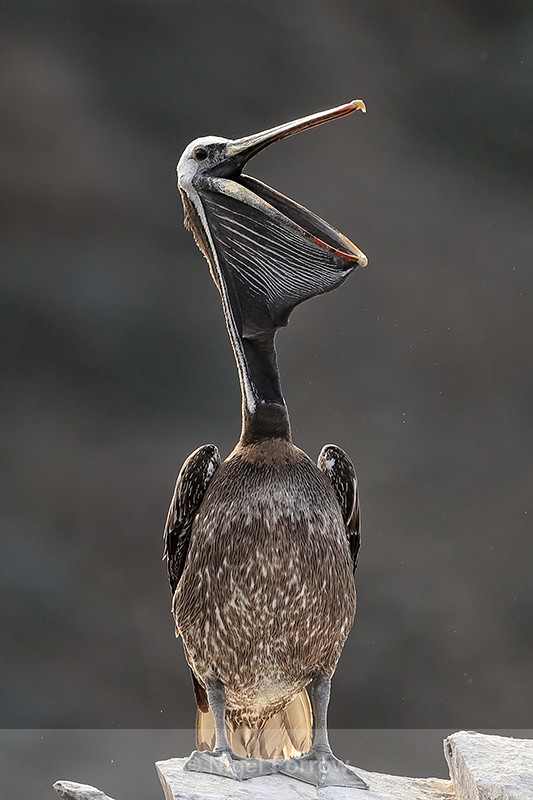 Peruvian Pelican opens bill, Chile - Peruvian Pelican