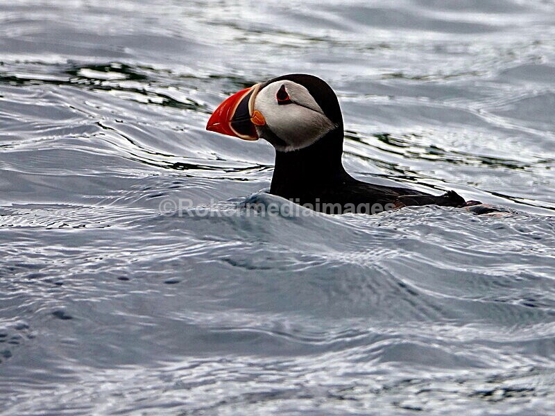 DSC00196 - Skomer 2019