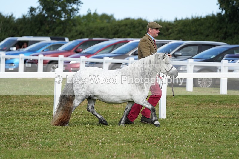 DSC05399 - Class 49: NPS Shetland 4 years and over