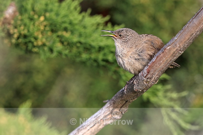 Cobb's Wren at Carcass Settlement, Falklands - Cobb's Wren