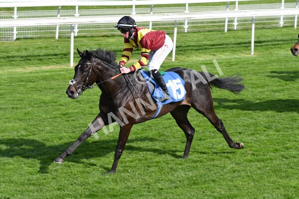yr12052021r7-25 - Race 7 4.50 pm Conundrum HR Consulting Stakes