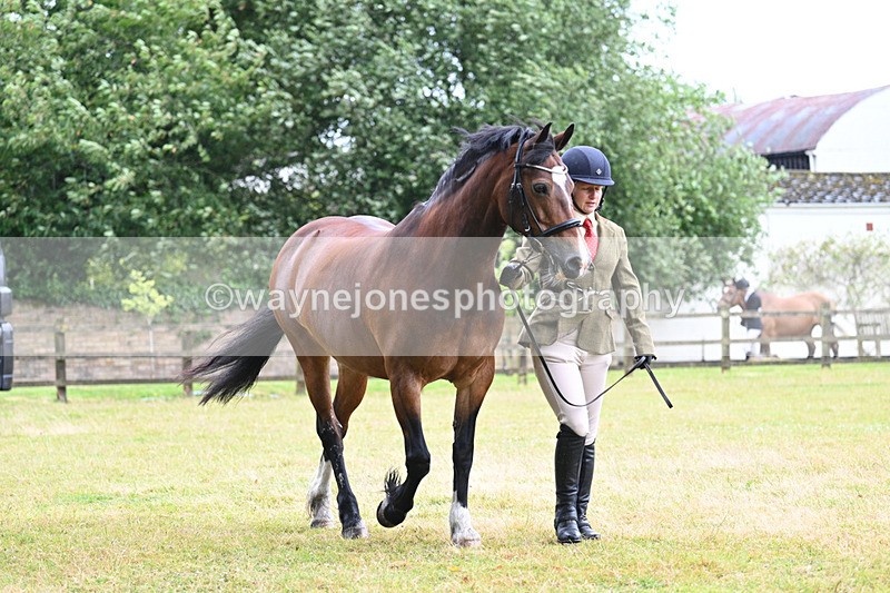 WJ7_6032 - Class 4a Prettiest Mare over 14hh
