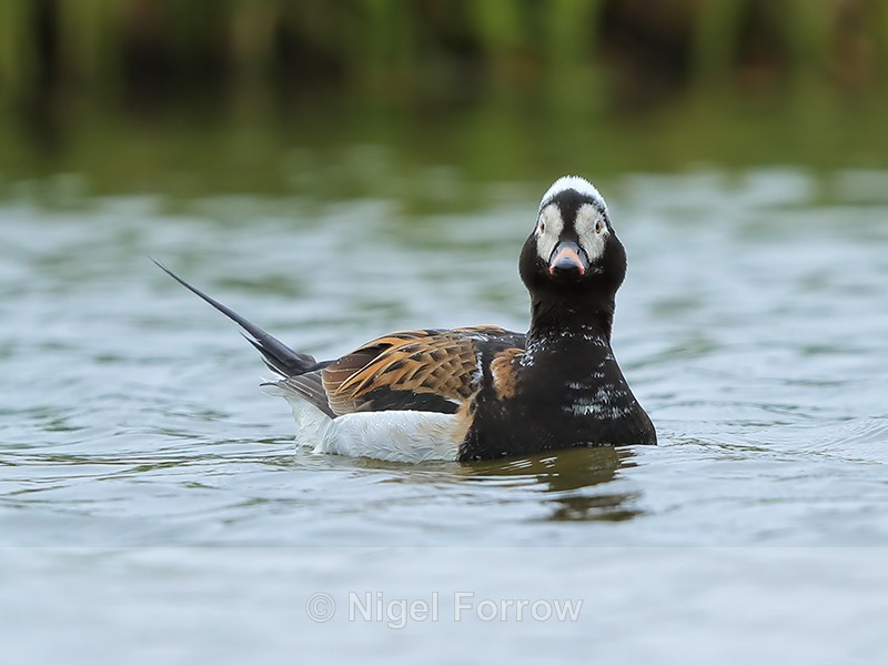 Long-tailed Duck (male) front, Iceland - Long-tailed Duck