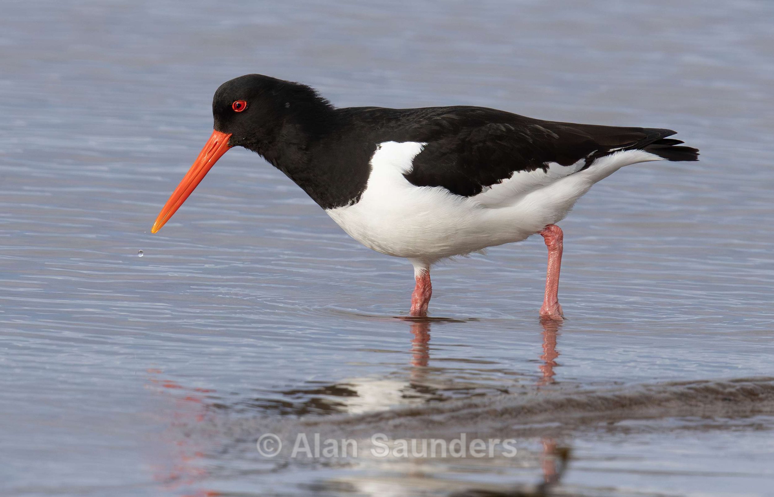 Oystercatcher 3