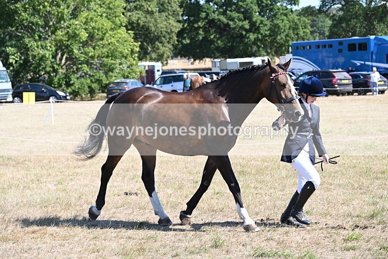 WJ6_8636 - Class 37b Best Loan Pony In-hand