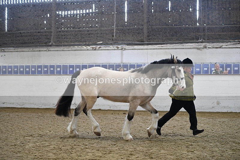 WJ5_4506 - Class 3 Part Bred In hand