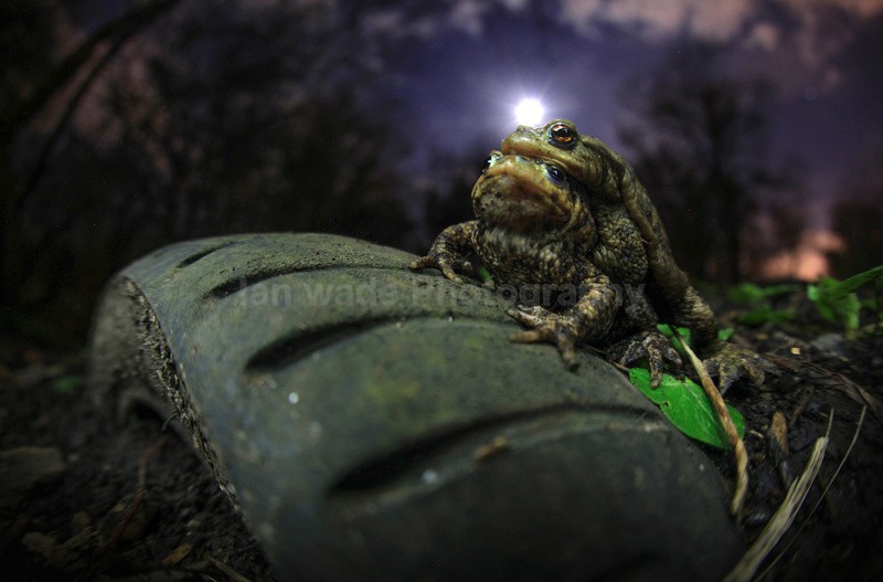  - Reptiles, amphibians & pond life, Great Britian