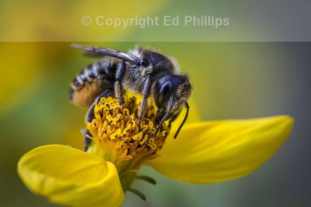 Leafcutter Bee