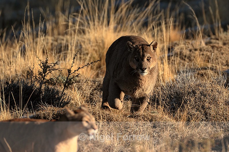 Puma Dark chases Puma Rupestre away from carcass (frame 1) - Puma