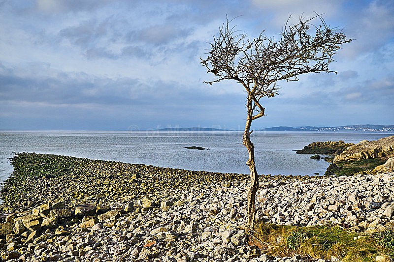Jenny Browns Point Silverdale - Landscapes around Morecambe Bay