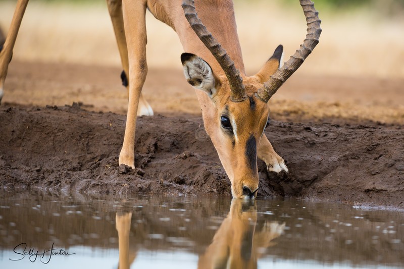 Impala Drinking 3