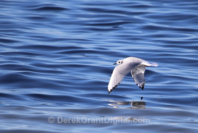 Bonaparte's Gull