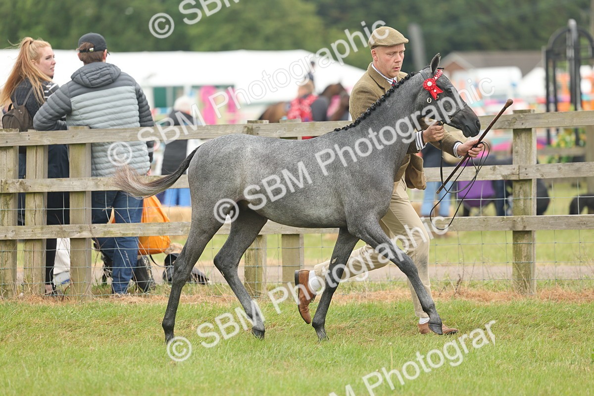 SBM_05352 - Class 68-73 - Riding Pony Breeding