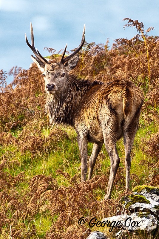 Red Deer Stag