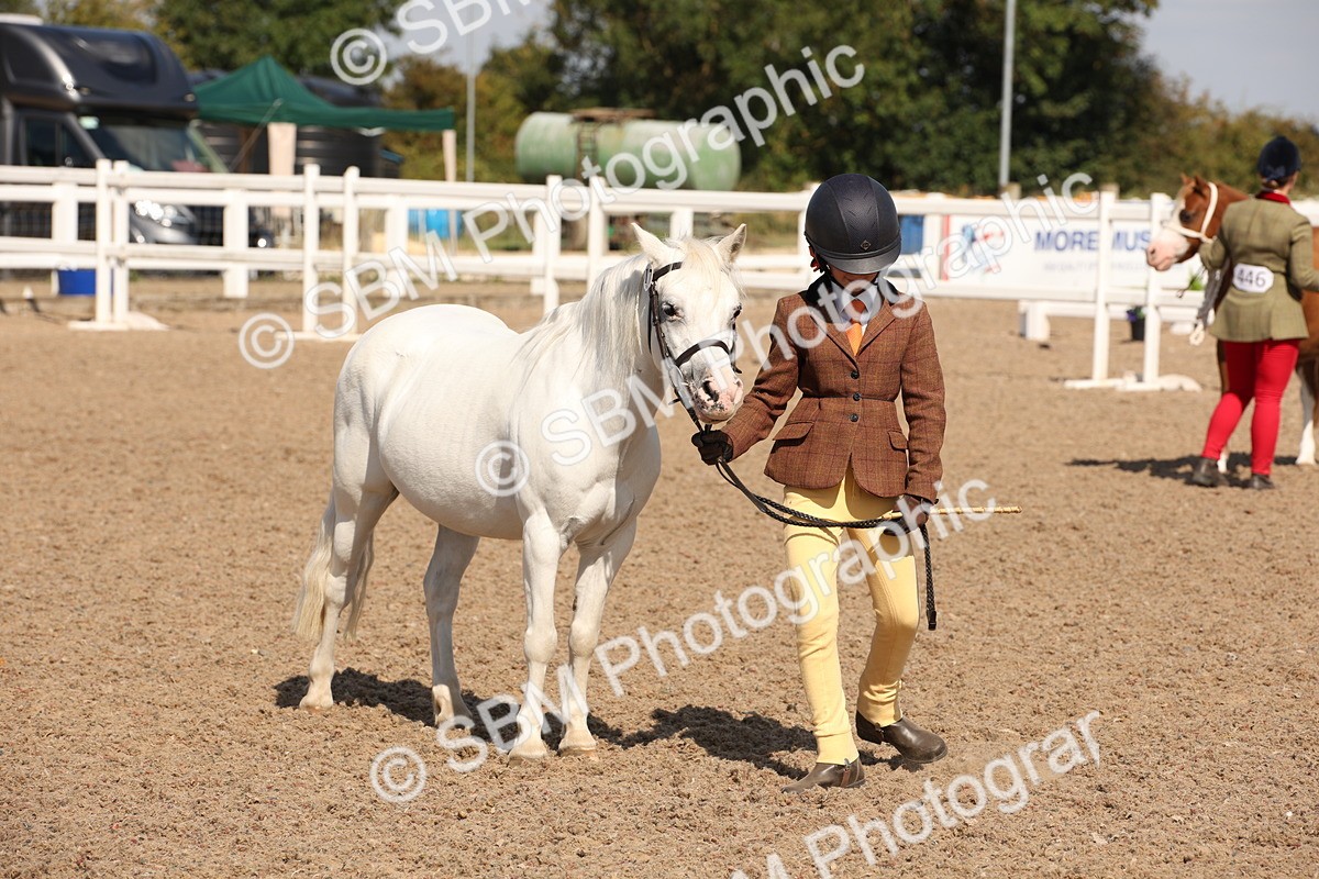 SBM_03034 - Class 17 Prettiest Mare IH or Ridden