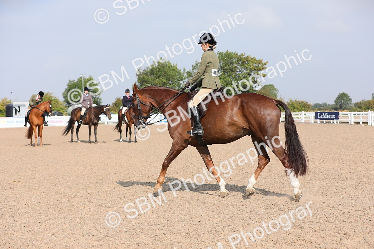SBM_11375 - Class 305 Ridden Foreign Breeds- Pure Bred