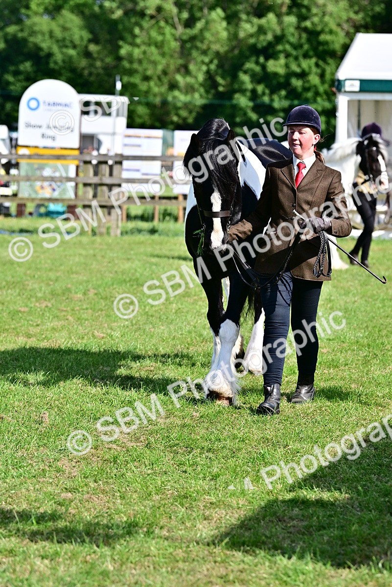SBM_10076 - Class 63-65 - Traditional Gypsy Cobs In Hand & Ridden