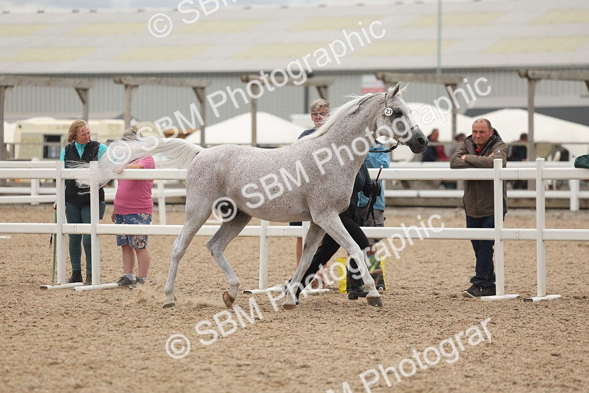 SBM_19296 - Class 317 - IH Pure Bred Horse-Pony