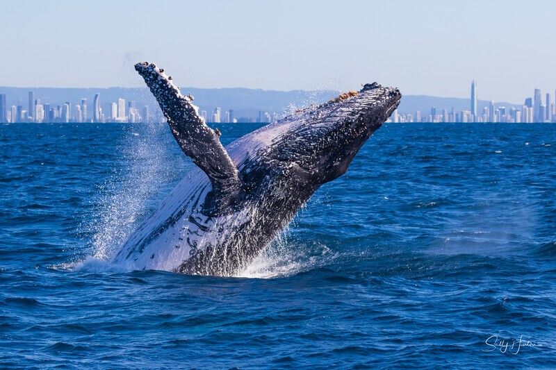 Right hand breach 2. 0A3A1070 - Humpback Whales