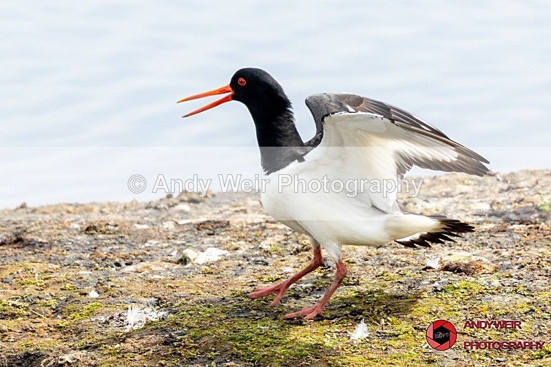 190523-untitled-8E0A2744 - Oyster Catcher