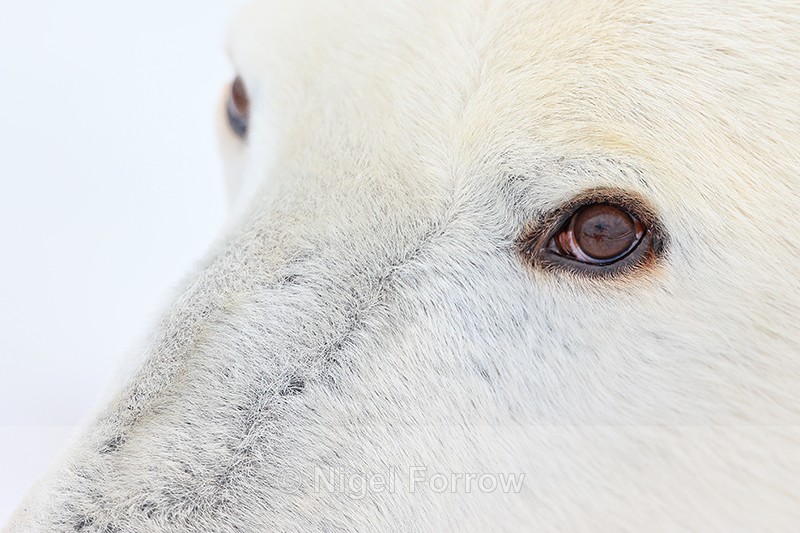 Polar Bear eye close-up, Churchill, Canada - Polar Bear