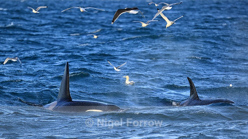 Two Orcas and sea birds, Snæfellsnes peninsula, Iceland - Dolphin