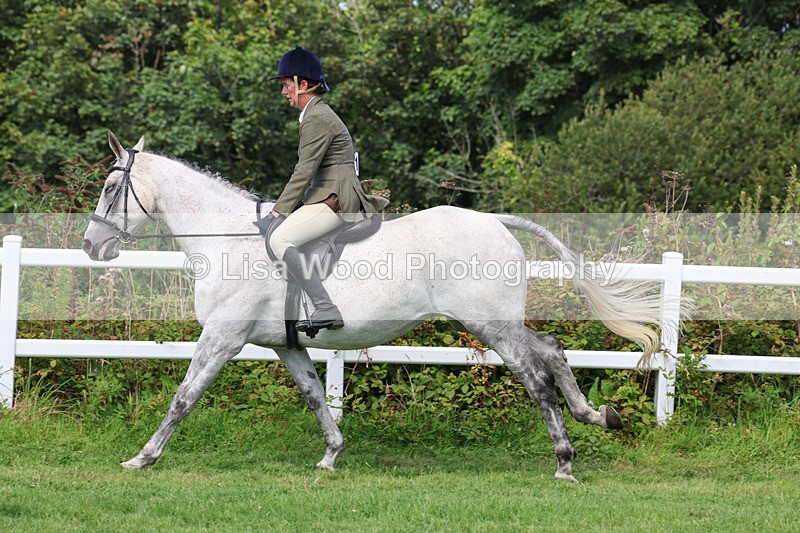3E7A8729 - Class 5: Working Show Horse