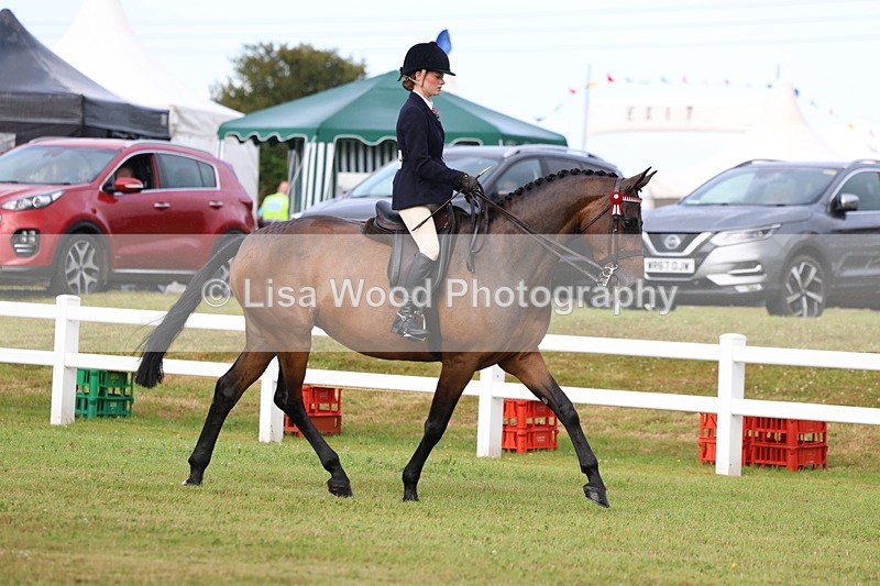3E7A8010 - Class 2: Rising Star Large Hack/Riding Horse