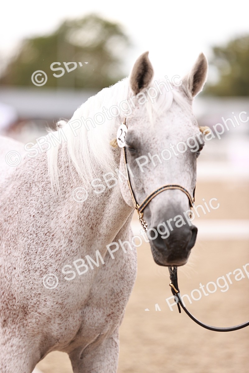 SBM_16206 - Class412 - Handsome Gelding (IH  or Ridden) Adult