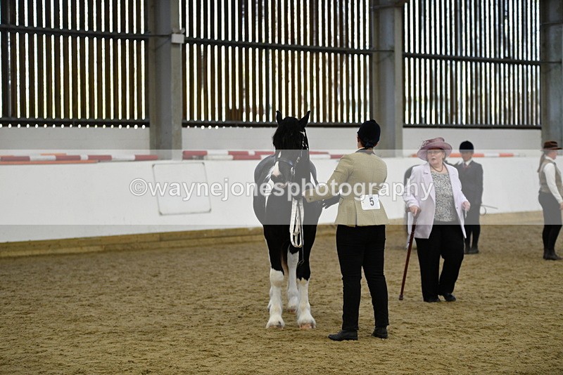 WJ5_4837 - Class 7 In hand coloured / odd coloured