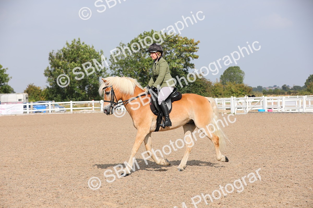 SBM_11424 - Class 305 Ridden Foreign Breeds- Pure Bred